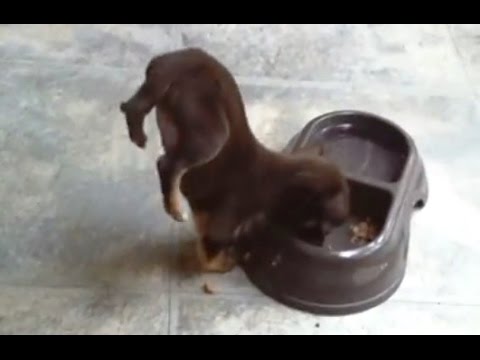 Puppies Doing Handstand