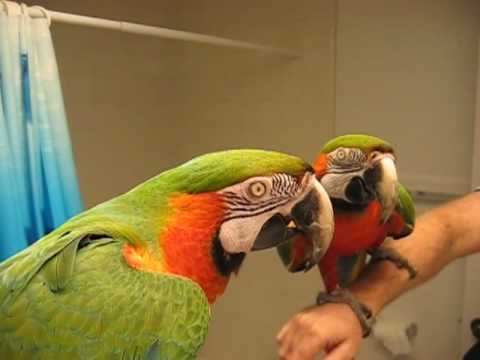 Talking Macaw