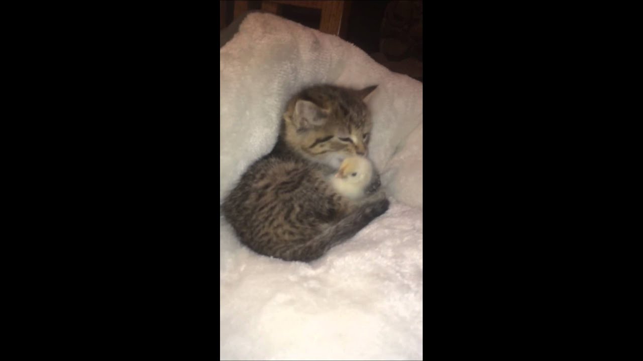 Kitten and Chick Friendship