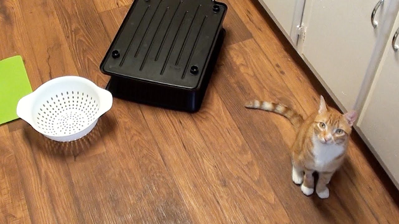 A Cat's Guide to Halloween