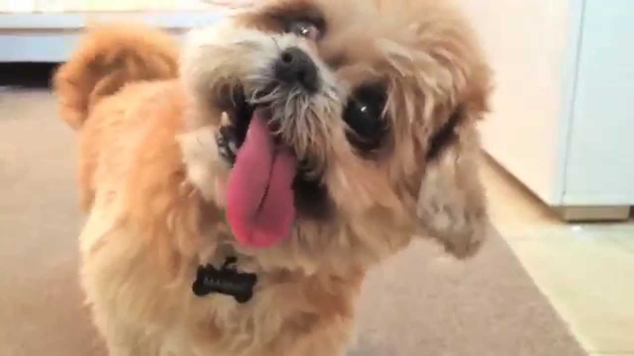 Haha Yeah I am Hungry! (feat. Marnie the Dog)
