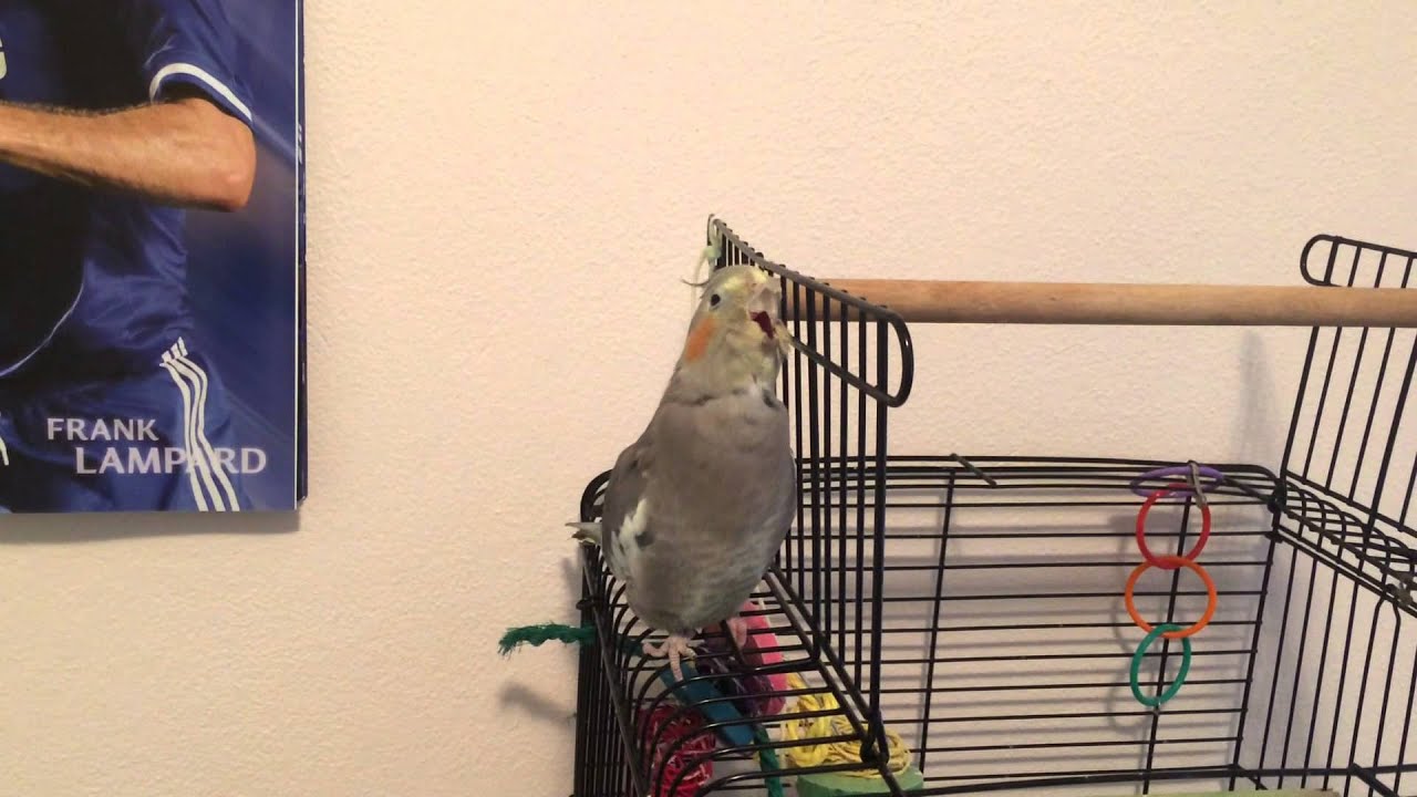Cockatiel lip-syncing "Dilemma" by Nelly & Kelly