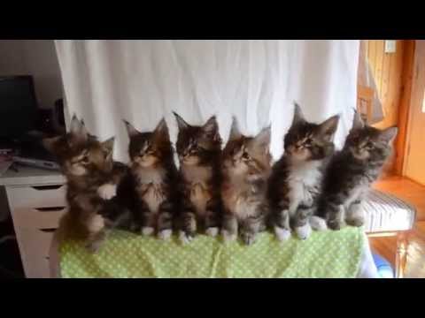 Kittens born April 10, 2014 - GC Triskel Naomi Sun x GC Celtic Cats Helios of Triskel