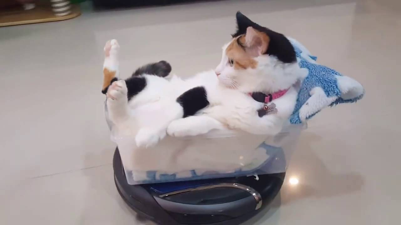 Funny Roomba Cat!!! Rides roomba hoover like a boss!