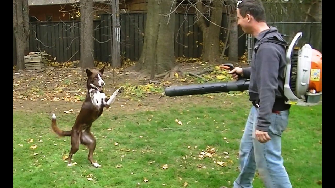 Dogs vs. Leaf Blowers