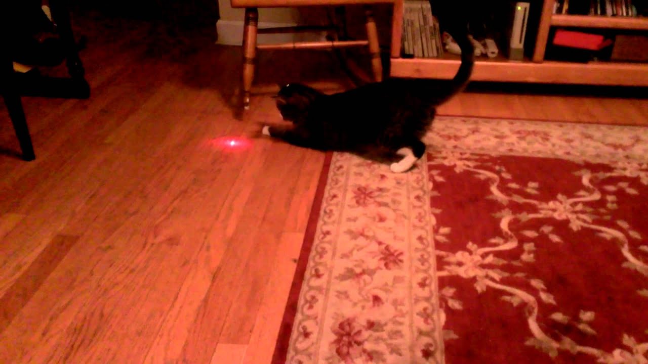 Cat with laser pointer on head