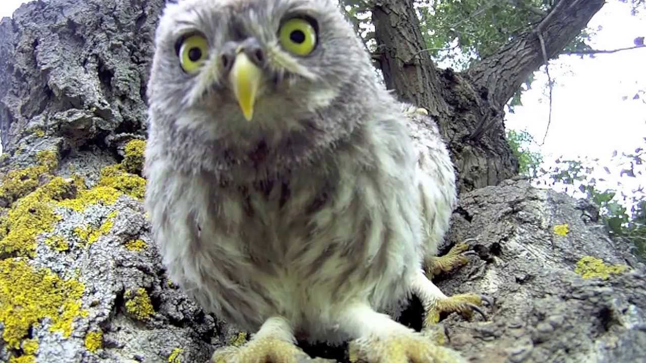 Bébé Chouette Attaque - Cute Baby Owl Attack !