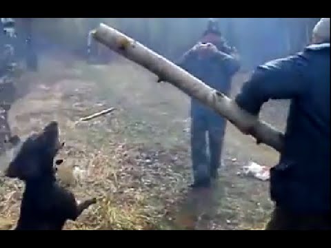 Dog Fetches Biggest Stick Ever / Собака и бревно