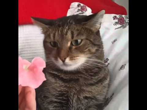 Flower crashes cat. By Sophiella cats n' nails via 4GIFs.com