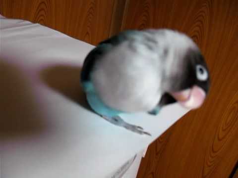 ボタンインコ　気分は上々♪