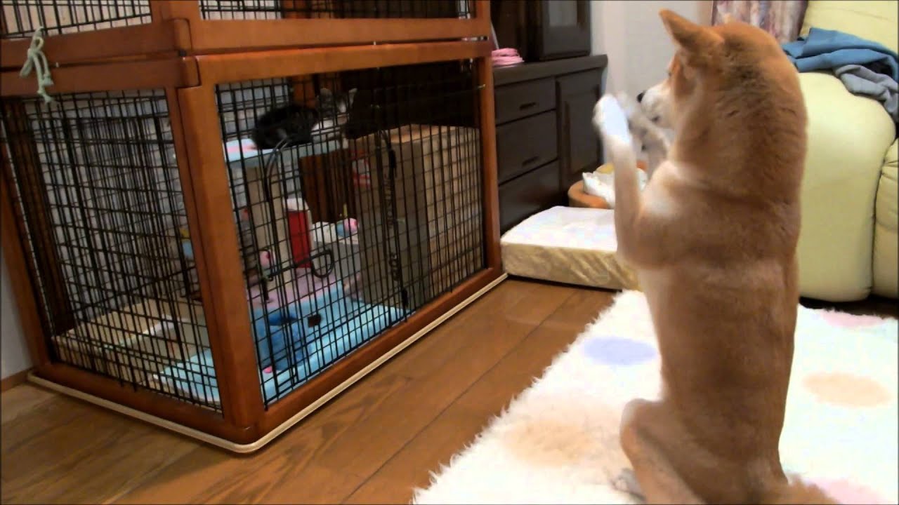 子猫にお願いポーズをする柴犬 Shiba Inu to scrounge to kitten