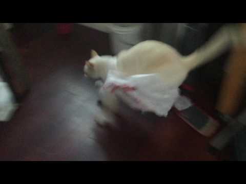 "get in the bag" cat instantly regrets getting in the bag