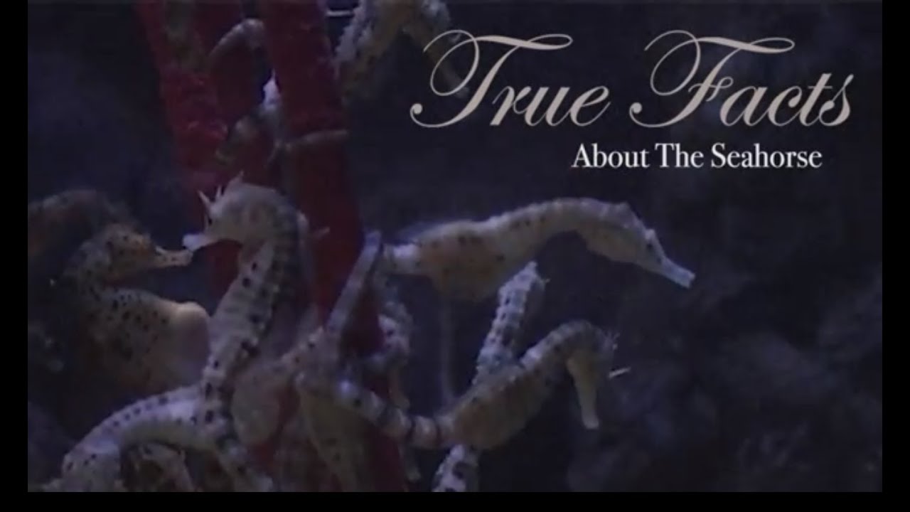 True Facts About The Seahorse