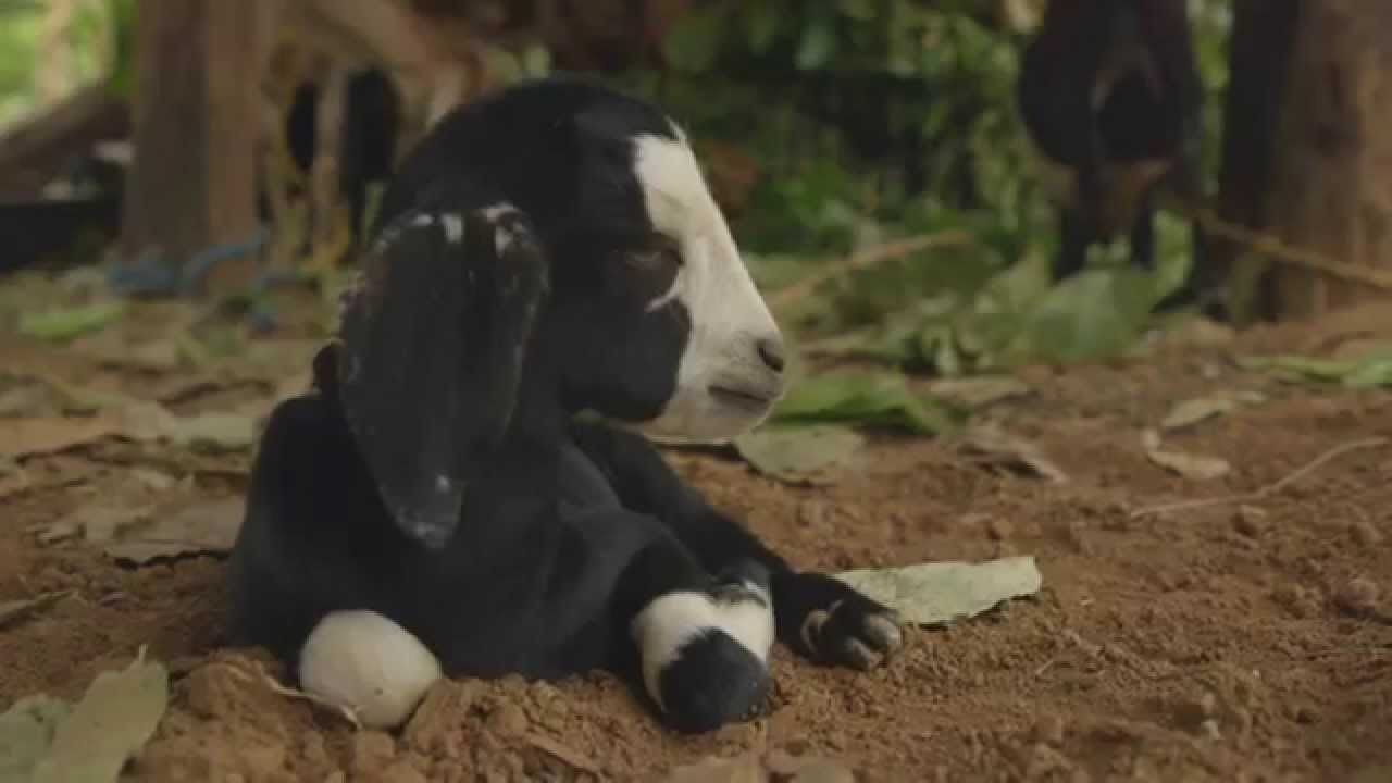 Cute Baby Goat Surprised by Fly...Sneeze Attack!