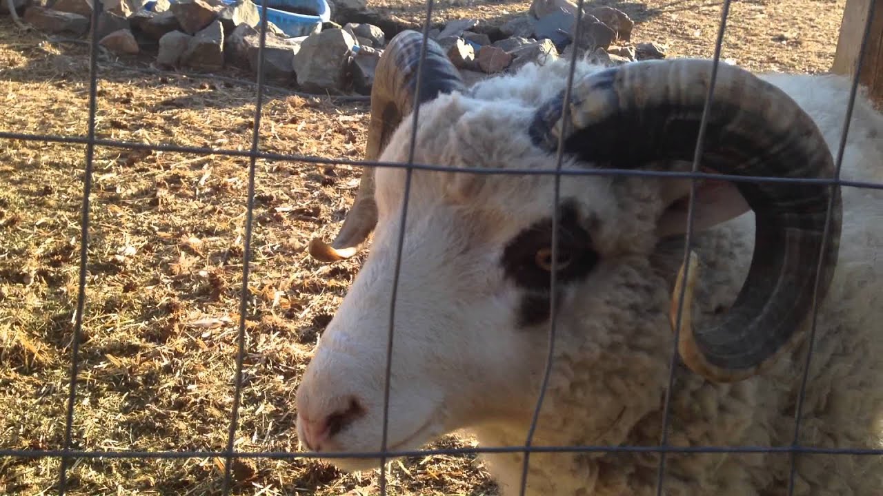 Sheep could use a throat lozenge.