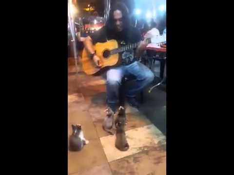 KITTENS LISTENING TO THE BUSKER CUTE!!