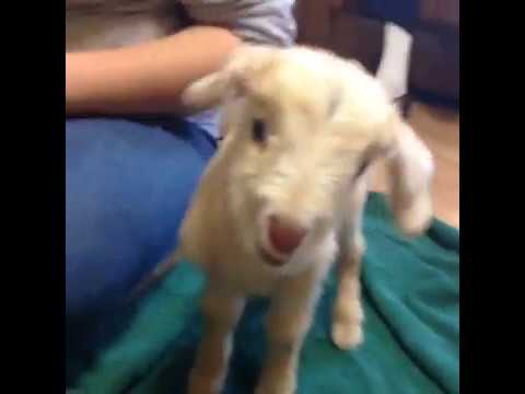 Funny Screaming Baby Goat