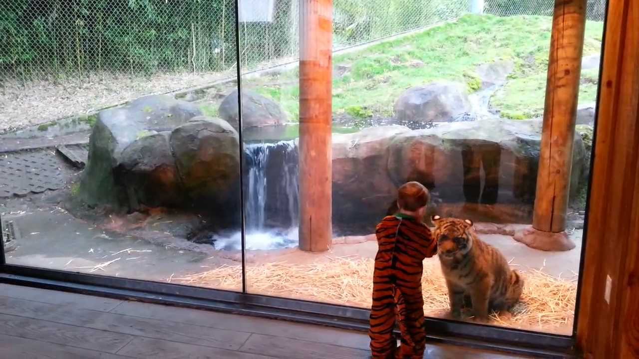 Tiger Cubs! Marshall and Kali at the Point Defiance Zoo in Tacoma, WA