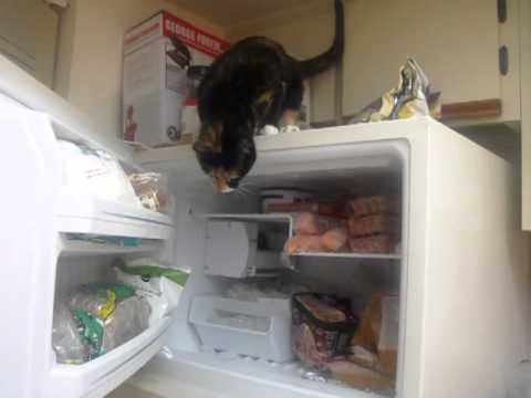 CAT OPENS FREEZER AND GETS FISH FILETS