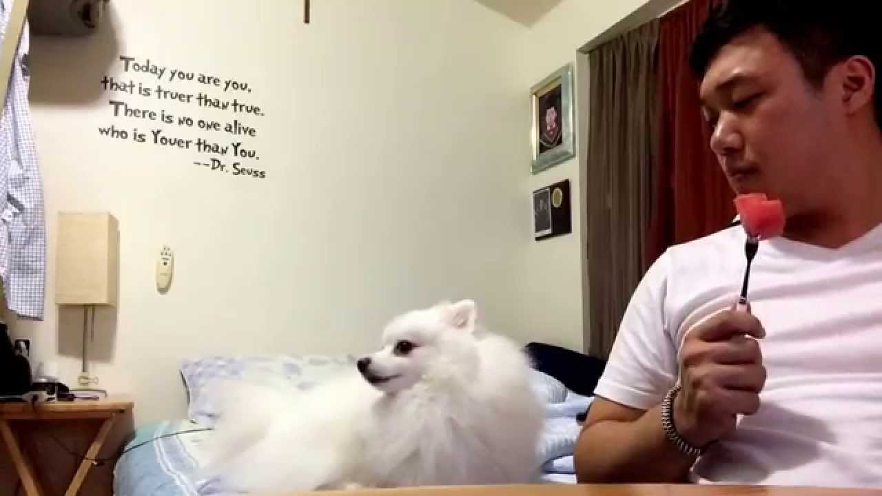 Pomeranian watermelon love