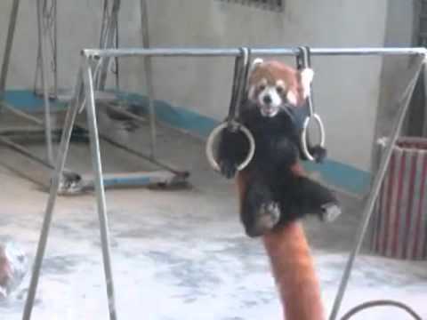 red panda show