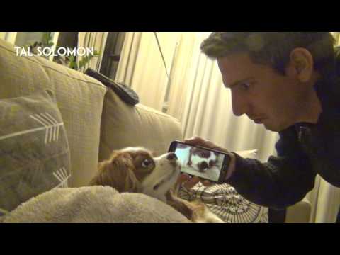 How to stop anyone from snoring (snoring dog)