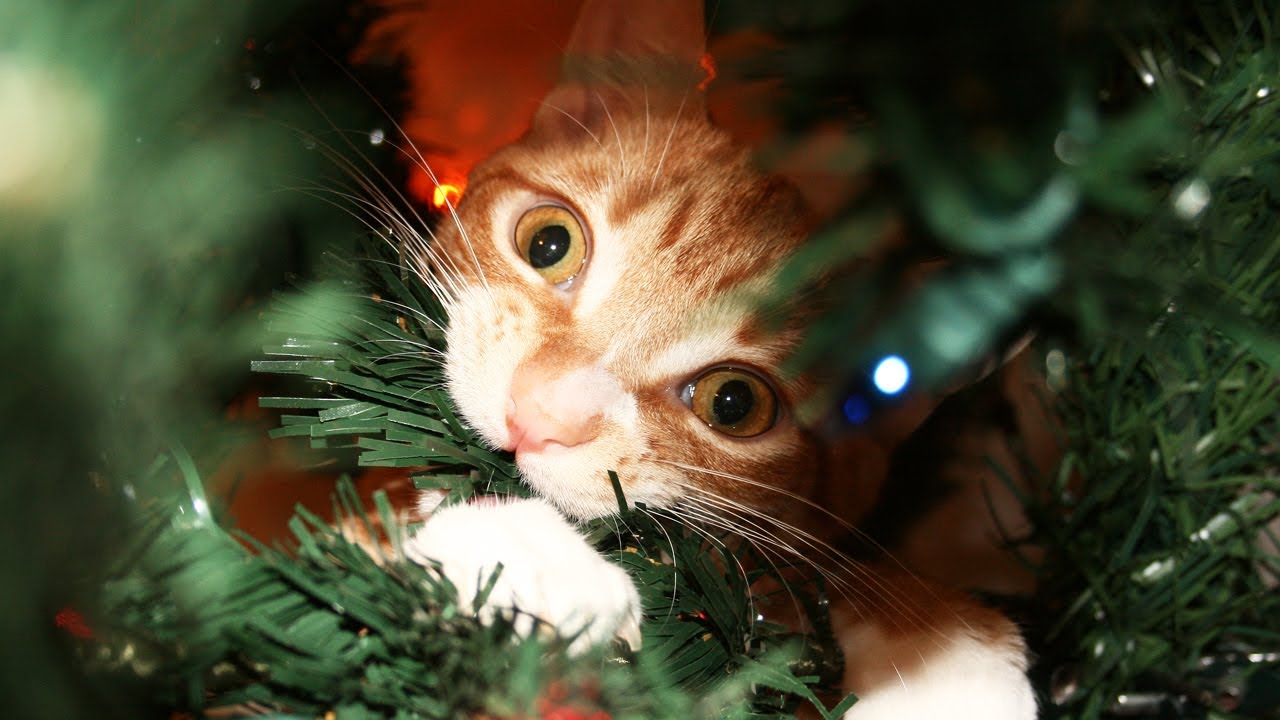 A Cat's Guide to Christmas!