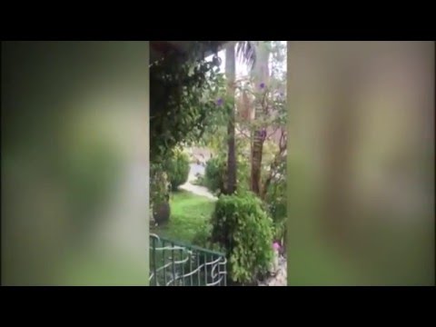 Los Angeles El Nino Nature Migration [RARE]