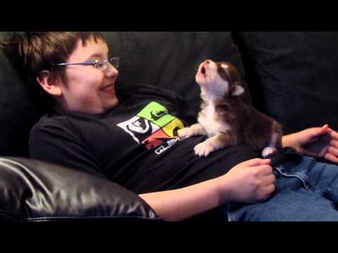 Belka(Alaskan Malamute/Siberian Husky),our 20 day old pup howling