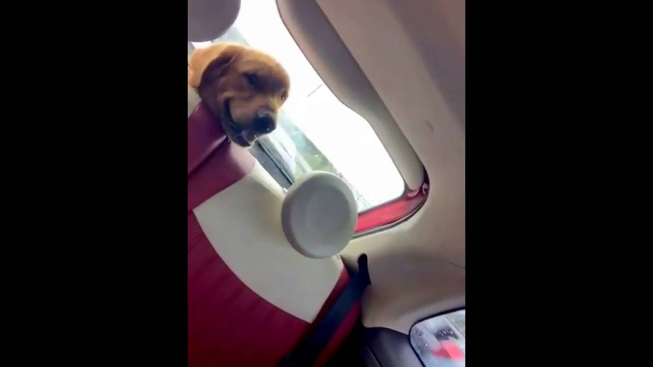@The_Golden_Enzo | My funny Dog Scared of Car Windshield Wiper