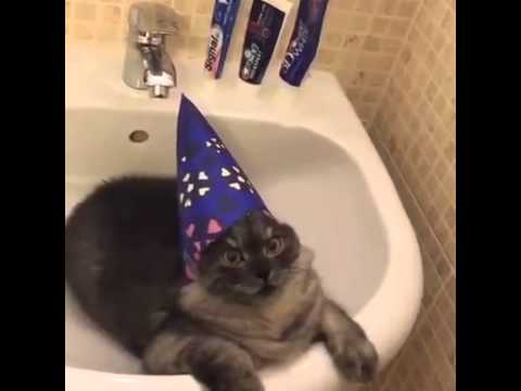 wizard of cat