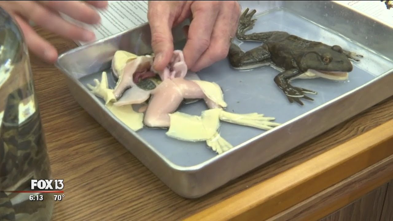 Tampa company creates man-made frogs for use in school dissections instead of real ones