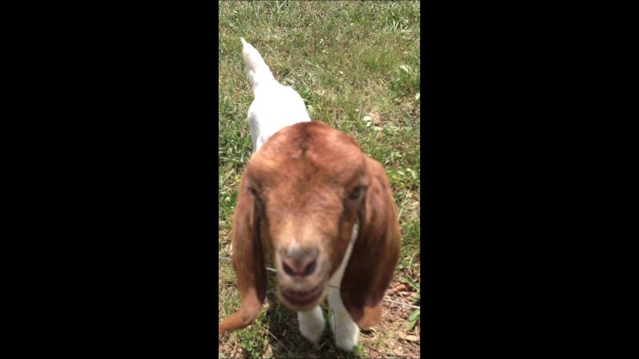 Goat says what what
