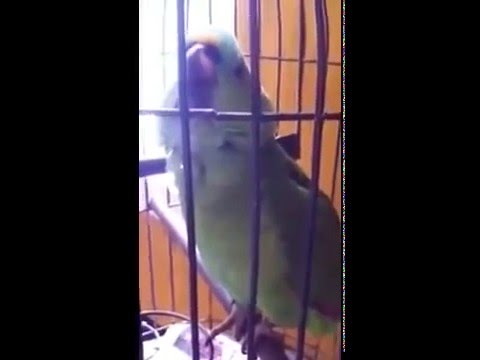 Crazy Parrot Perfectly Imitates Crying Baby.