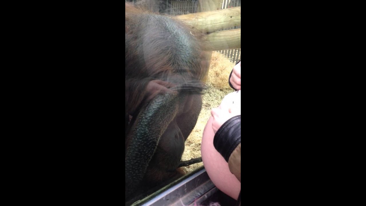 Orangutan loves baby bump