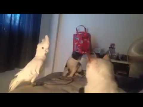 when parrot disguise in cat group
