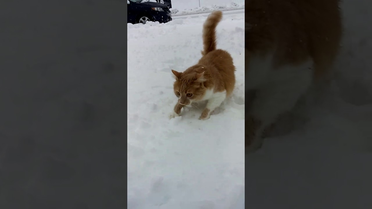 Pauvre chat Katniss i rentre carré la tête dans neige!! Haha #viral #letsgoviral #vlogtva 😎