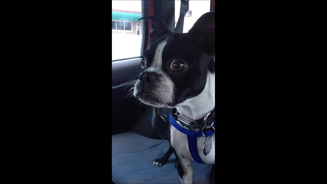 Boston terrier impersonates a goat and a dolphin