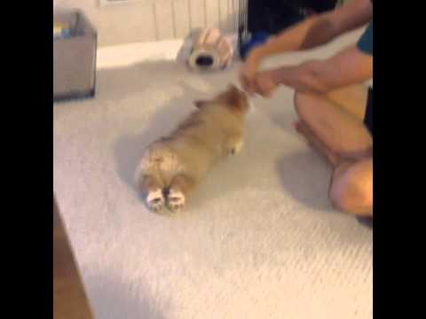 Corgi Puppy Pulled Around Floor by Human