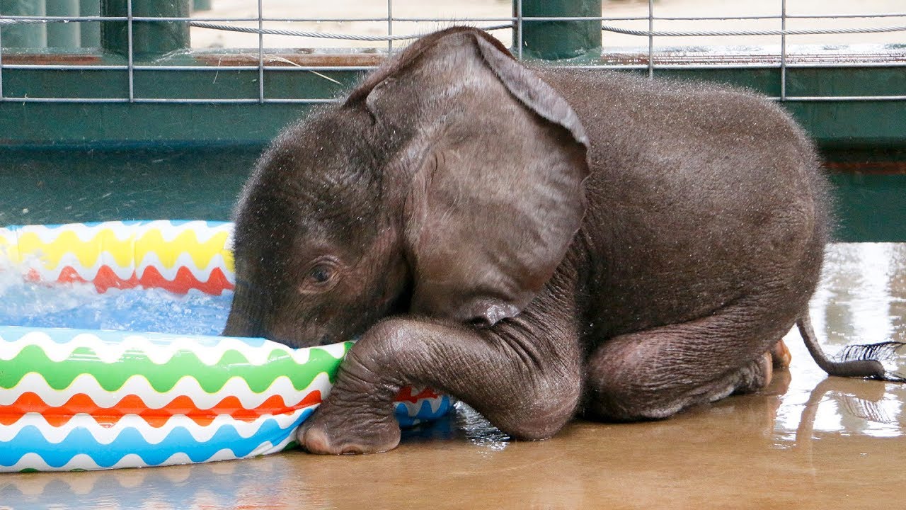 Baby Elephant LOVES First Pool Experience