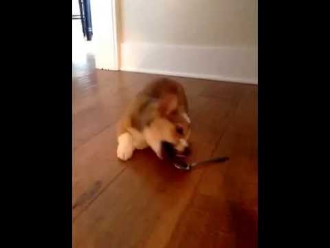 Adorable corgi puppy fights spoon