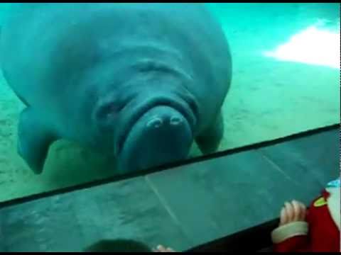 Manatee nose smush with honk sound effect
