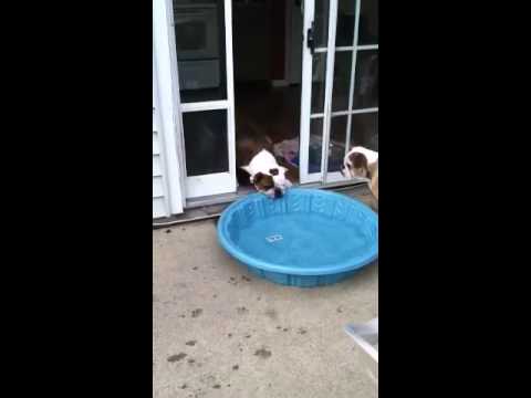 Gus vs. Pool