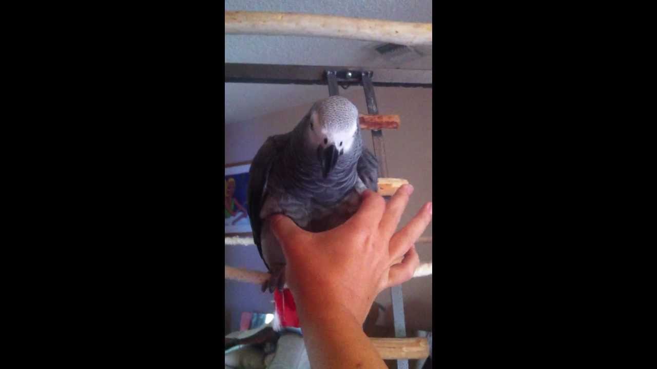 Kanji The Parrot makes squeak toy noise when squeezed