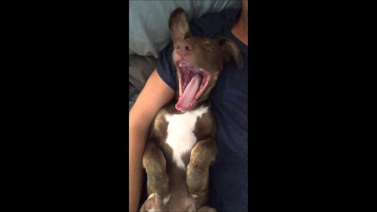 Puppy Yawns