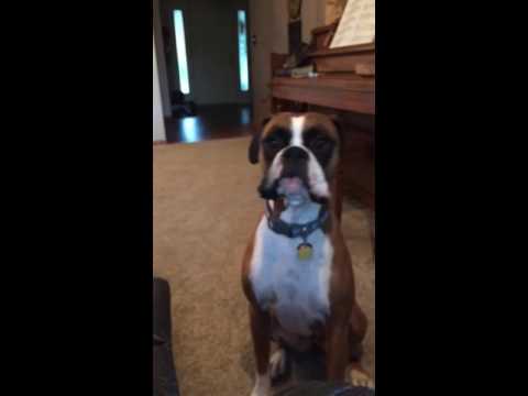 Dog talks about new couch rule