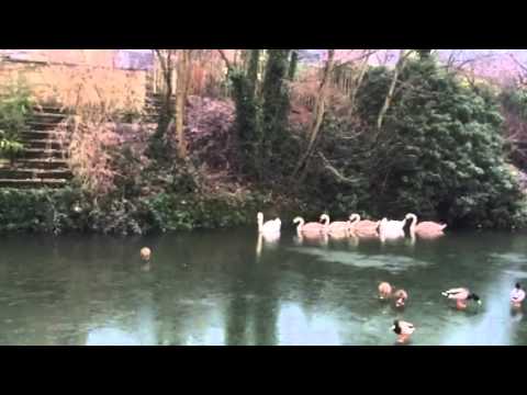 Icebreaking swans