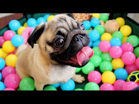 Pug goes crazy in his first ball pit!