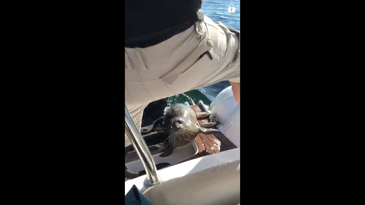Seal jumps on boat to get away from Killer whales.CRAZY!!