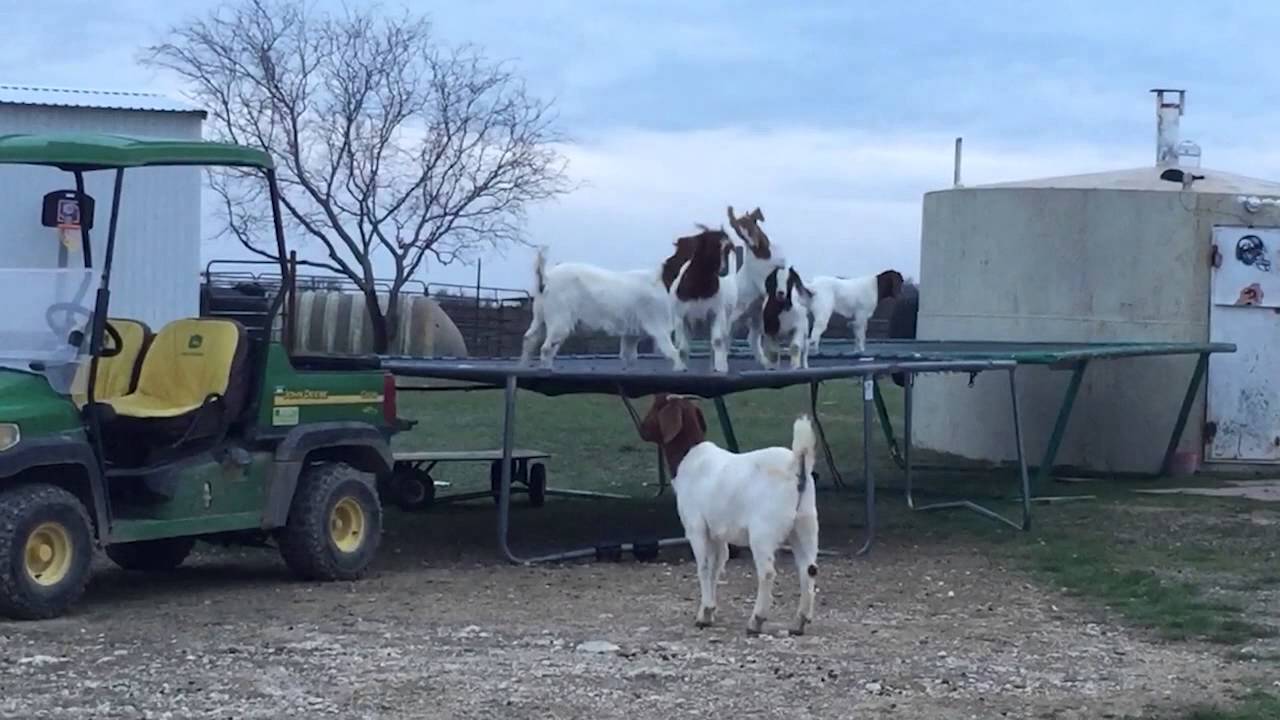 6 Goats Jumping on a Trampoline